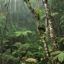 2Malaysia_Rainforest