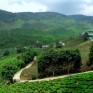 Malaysia_tea_plantation#2