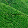 Malaysia_tea_plantation#4
