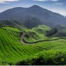 Malaysia_tea_plantation#7