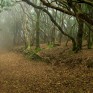 bosque-de-laurisilva-en-tenerife